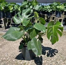 Monstera Deliciosa Live Plant 12 to 18" Tall in 4" Pot-Swiss Cheese-Split Leaf