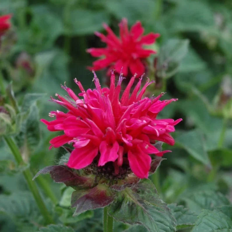 Set 2 Monarda Bee Balm Fireball Live Starter Plant Plugs - 2-4" Tall - Zones 4-9 - Image 2 of 4