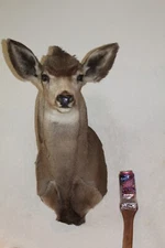 Mule Deer Head Shoulder Mount Taxidermy Mount Antler Hunt Whitetail Rack Hide