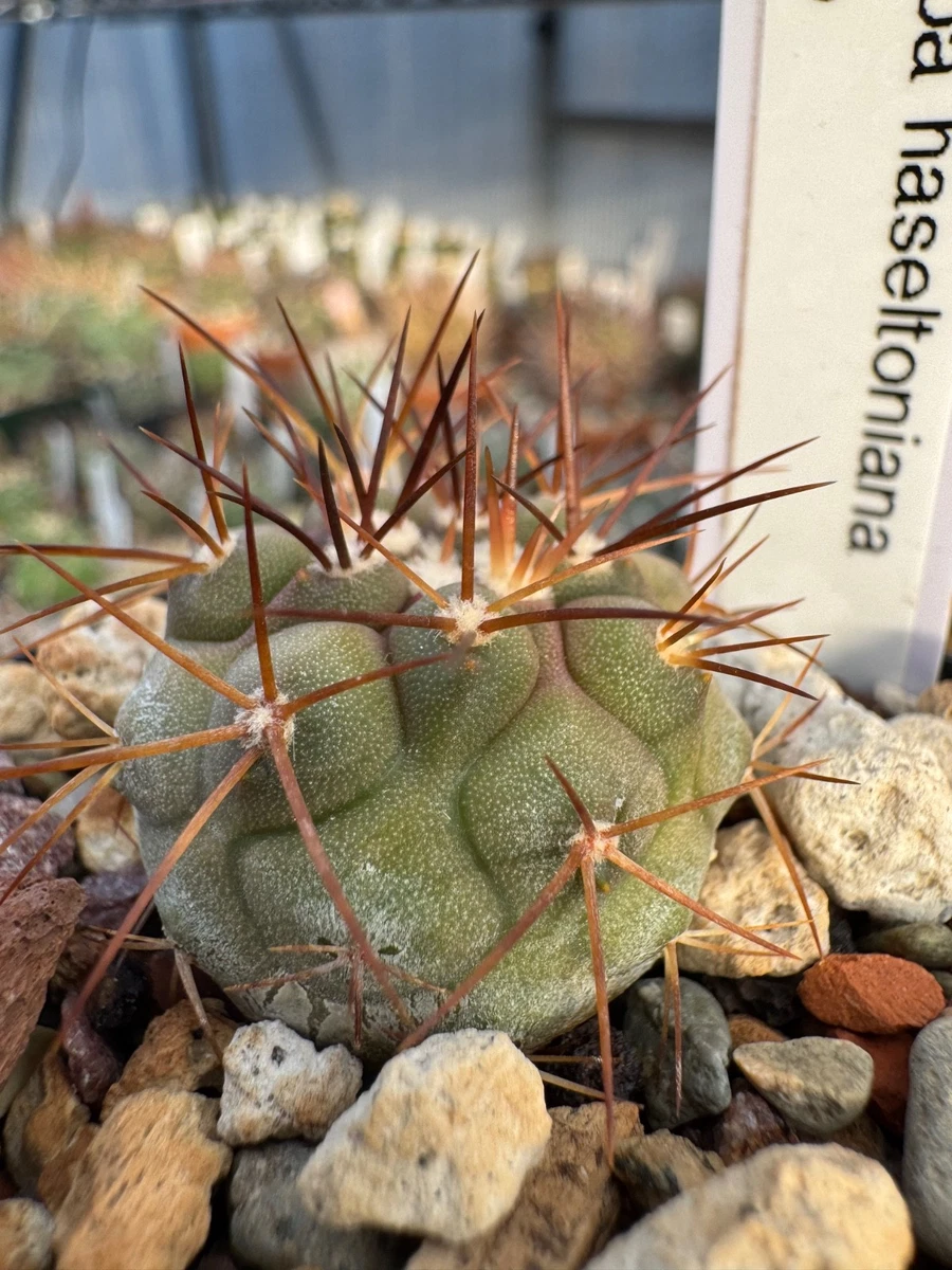 Cactus Copiapoa Cactis&Succulents for sale | eBay
