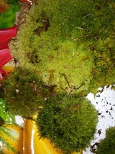  2 6 9 Bags Sheet/Fern/Mood Moss Assortment for Terrarium Vivarium Fairy Garden