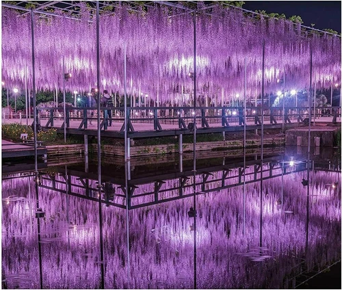 Guirnalda de vid de glicinia artificial 24 un. planta de flores falsas jardín decoración de bodas - Imagen 28 de 38