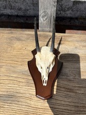 Afrika Trophäe Steinböckchen Jagdtrophäe Geweih Hörner Decke Großwild