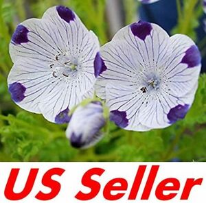 500 Seeds Five Spot Nemophila Maculata B144 Home Garden Diy Ebay