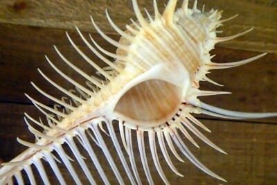 Venus comb murex 3'' and 6'' sizes exotic shell seashells beach ocean decor