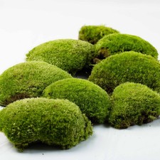 Live Cushion Moss (Leucobryum glaucum)