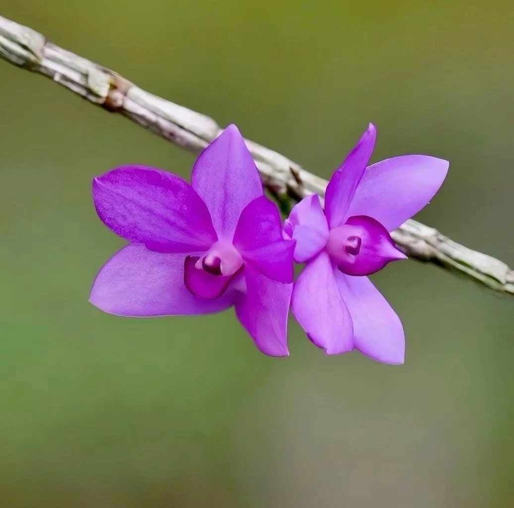 Dendrobium alderwereltianum J.J.Sm Rare Species Orchid Sulawesi Blooming Size