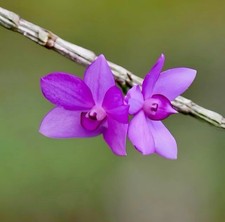 Dendrobium alderwereltianum J.J.Sm Rare Species Orchid Sulawesi Blooming Size