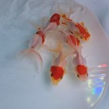 Live Fish Oranda Goldfish Juvenile Red Cap White Mix 2-2.5 inch with Discounts