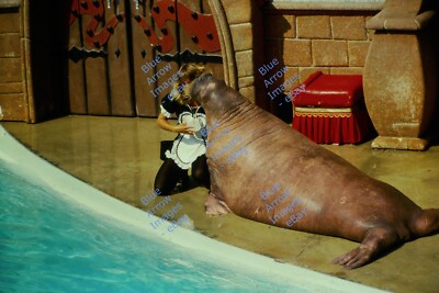 Vintage 1985 35mm Slide Sea World Walrus and Trainer San Diego CA #1426