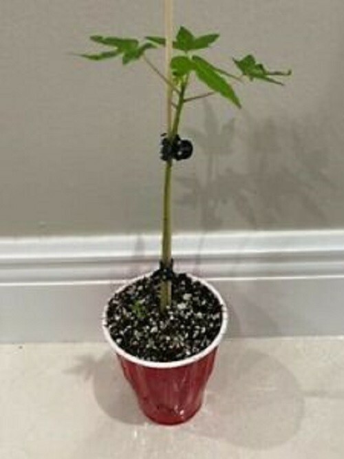 Hawaiian Solo Sunrise papaya 50 fresh seeds eBay