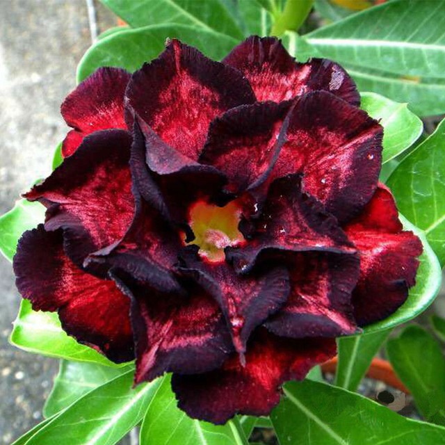 2 pcs Blue Desert Rose Flower Adenium Obesum Bonsai Flower