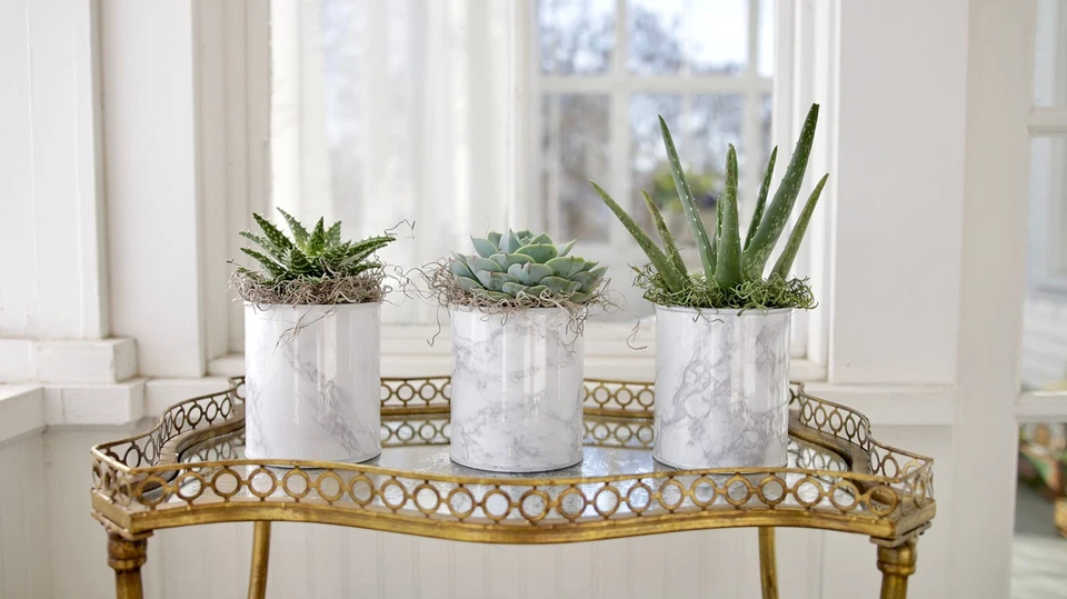 ¡Cactus orgánico Espoma! Alimento vegetal, fertilizante natural y orgánico para todos los cactus, Foto 2 de 4