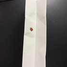 ARITZIA Retail Shopping Bag, Gregory Crewdson Artwork Ladybug — photo 4