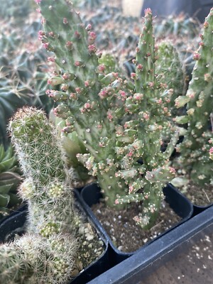 Opuntia monacantha variegata - Variegated Joseph's Coat Cactus 2 Inch Pot |  eBay
