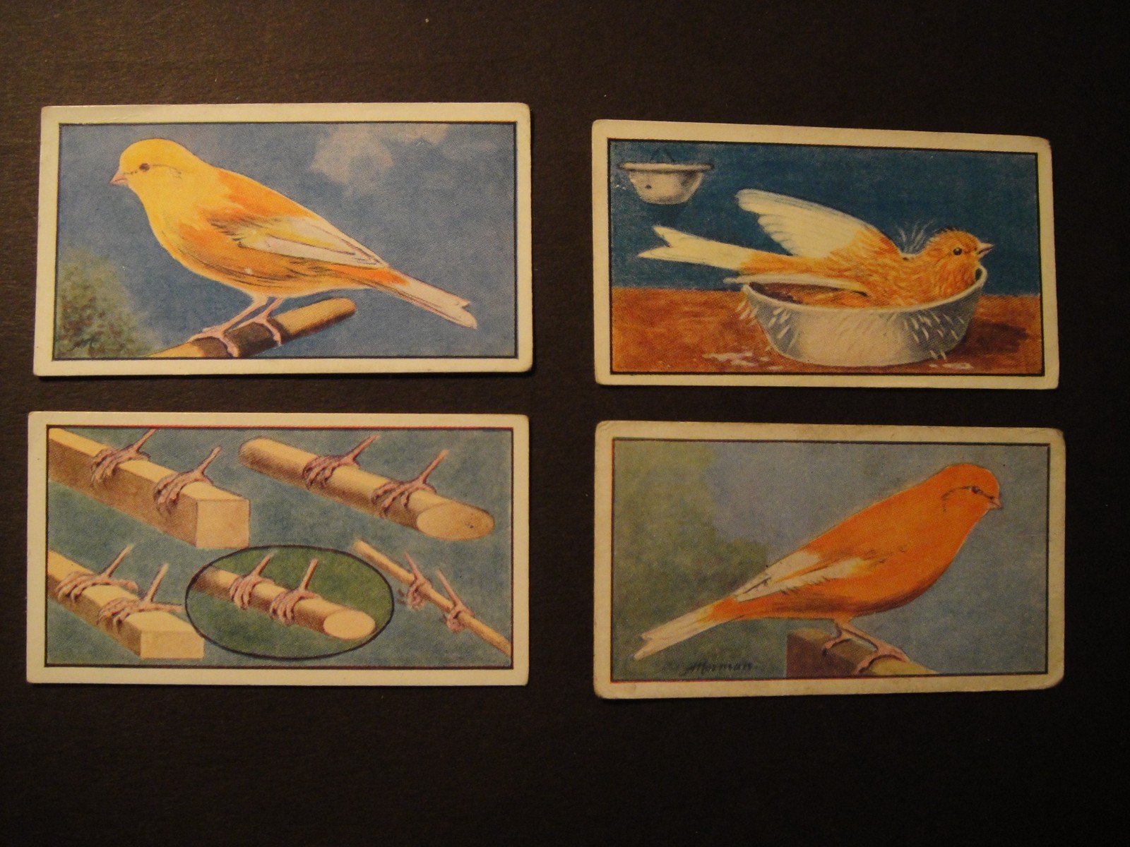 Seed Canary Culture#47.46.22.6. Breeding Welfare Young Food