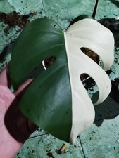 Monstera Albo Halfmoon 1 Leaves Real Picture Rare Plant