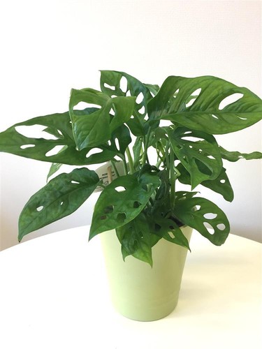 siltepecana monstera Monstera siltepecana | medium
