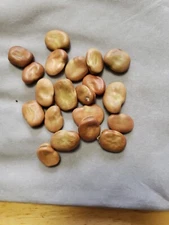 Fava Bean(Broad Beans) 20 Large Seeds 
