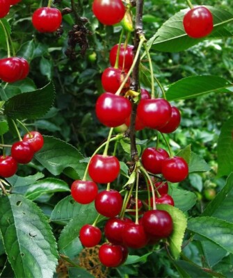 Montmorency Sour Cherry Tree 10 - 50 Seeds Tart Fruit NON-GMO