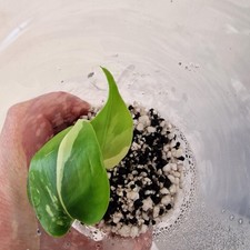 Monstera Lemon Lime ‘Pom Pom’ - Young Exact TC Plant (#4) See Description