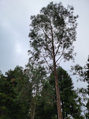 Eucalyptus rodwayii Seeds - 'Swamp Peppermint' - Rare Australian Tree Seeds - Picture 5 of 11