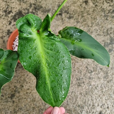 philodendron grizzly Philodendron Gloriosum (Creeping Velvet Philodendron) main image 0