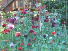 Spring Special! Papaver S. Poppy Mix 2 TSP 20,000 Seeds All Colors PoppyQueen👑