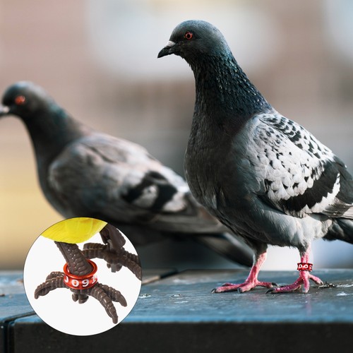 Set 50 Pezzi Fasce per Gambe Fasce ad Anello Chiuse Anelli per Pollo Numerati - Foto 5 di 11