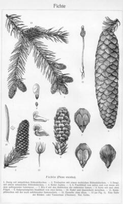 Fichte (Picea excelsa)