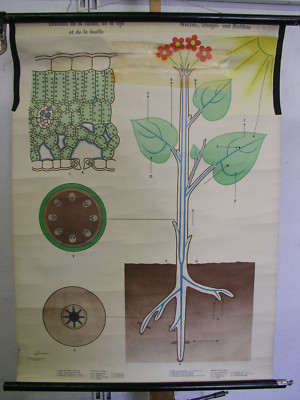 Wandbild Wurzel Stengel Blattbau 70x94cm~1967 vintage Root Plant stem Leaf chart