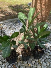 GARCINIA LIVINGSTONEI(IMBE)AFRICAN MANGOSTEEN RARE 4$ PRICE DISCOUNT (SEEDLINGS)