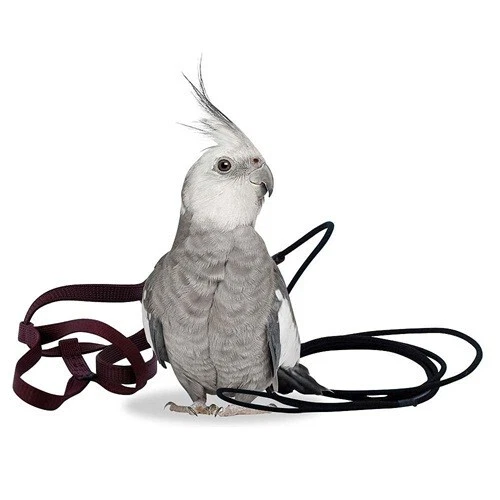 THE AVIATOR PARROT HARNESS & LEASH - PETITE - RED