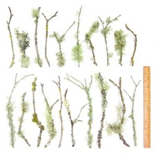 20 count 6"-12" Live Lichen & Moss Covered Wood Sticks, Terrarium Fairy garden