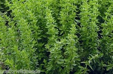 Greek Oregano Culinary Herb used in pizzas pasta sauces  2400  - 122,000  Seeds