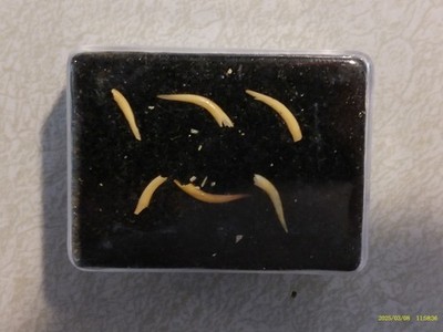6 Venomous SNAKE FANGS, Taxidermy Collectible Reptile Venom *FREE SHIPPING* #14