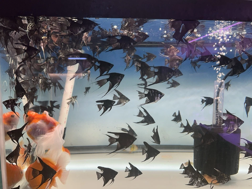 Angel Black Veil Angelfish Nickel Size Body School of 4 - Image 4 of 4