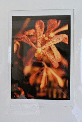 Mehran L - 17 x 12 - gerahmtes Limited Edition Foto - 1/50, 'Orchideenwurzeln'
