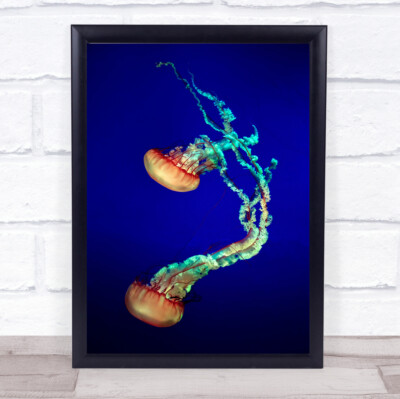 Quallen Aquarium Unterwasser Quallen Medusa Myrte Strand Wandbild Kunstdruck