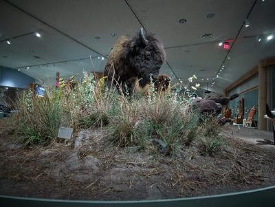 Photo:Cody Wyoming 2015 Buffalo Bill Center Bison Exhibit Display
