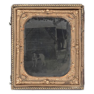 RARE VINTAGE TINTYPE - OUTDOOR HUNTING DOG PORTRAIT HOUND OR POINTER - CASED