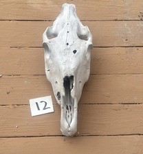 Real Horse Skull - Ethically Sourced, Found In A Field