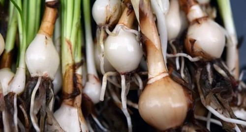 3 Bulbs- Zephyranthes Candida. Zephyr, Fairy, Rain Lily, Water Onion, Flower - Picture 3 of 5