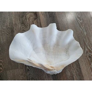 Vintage Coastal giant clam shell