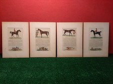 4 ANTICHE STAMPE DI CAVALLI PUROSANGUE INGLESI