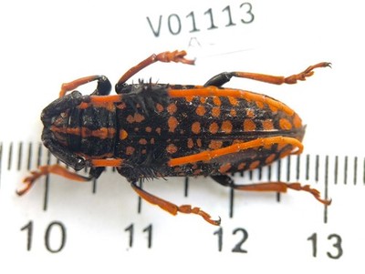 V01113. Insects, Beetles, Cerambycidae sp. North Vietnam, Lai Chau