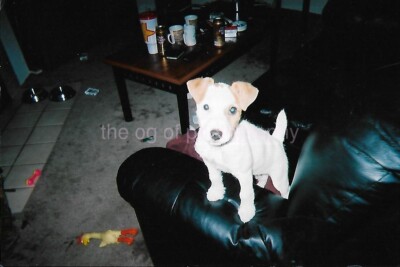FOUND DOG PHOTOGRAPH Color ORIGINAL Snapshot VINTAGE 412 53 K