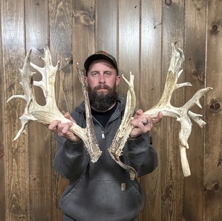 Huge Tall 228” Whitetail Cut Antler 25pt Horn Deer Mount Taxidermy Rack