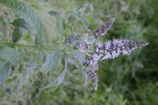 10 Seeds Horse Mint, Mentha longifolia #760