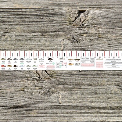 MAINE SALTWATER FISH IDENTIFICATION AND REGULATIONS 50 INCH RULER DECALS